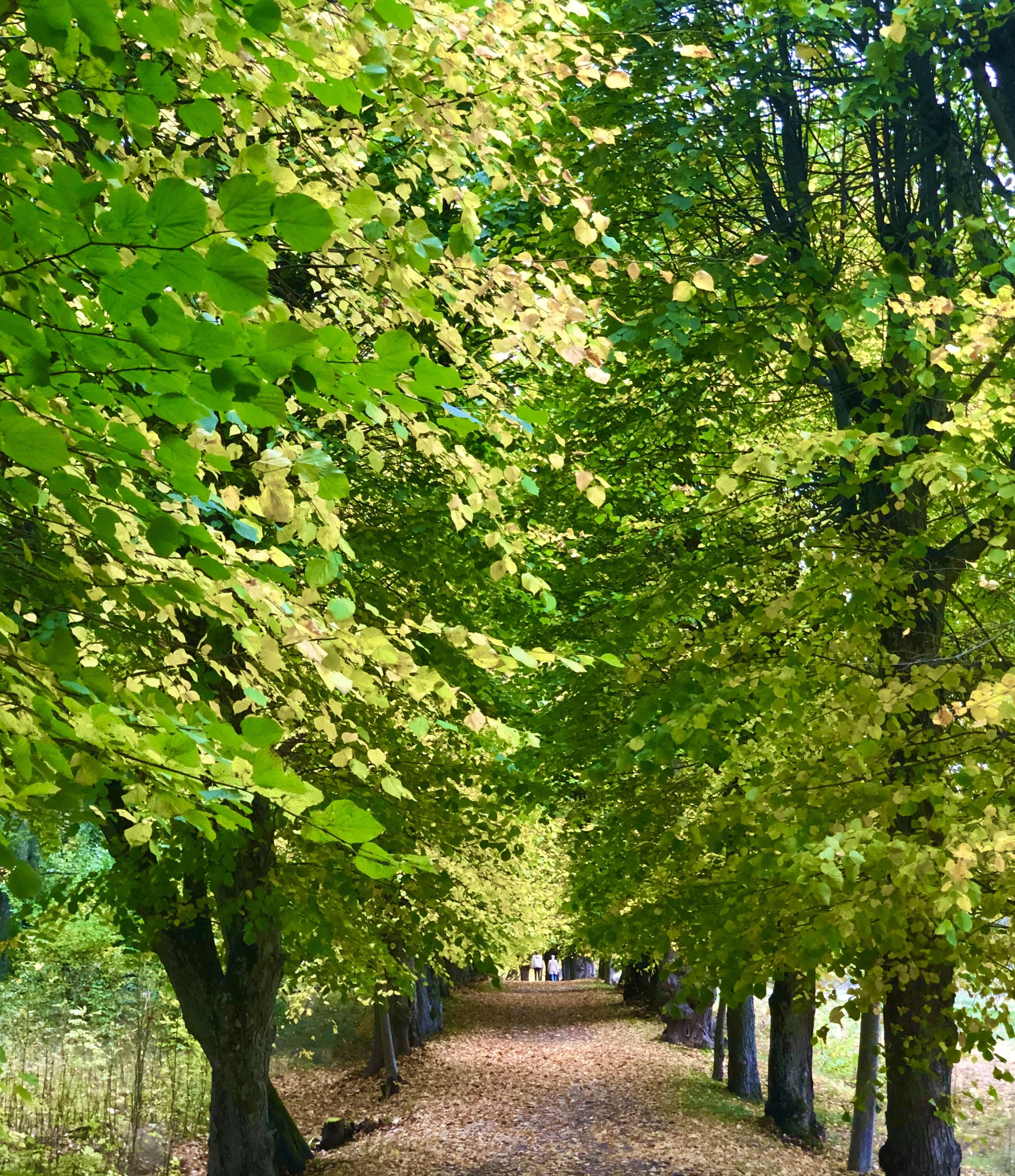 Bogesund Tree Avenue Walking Sweden
