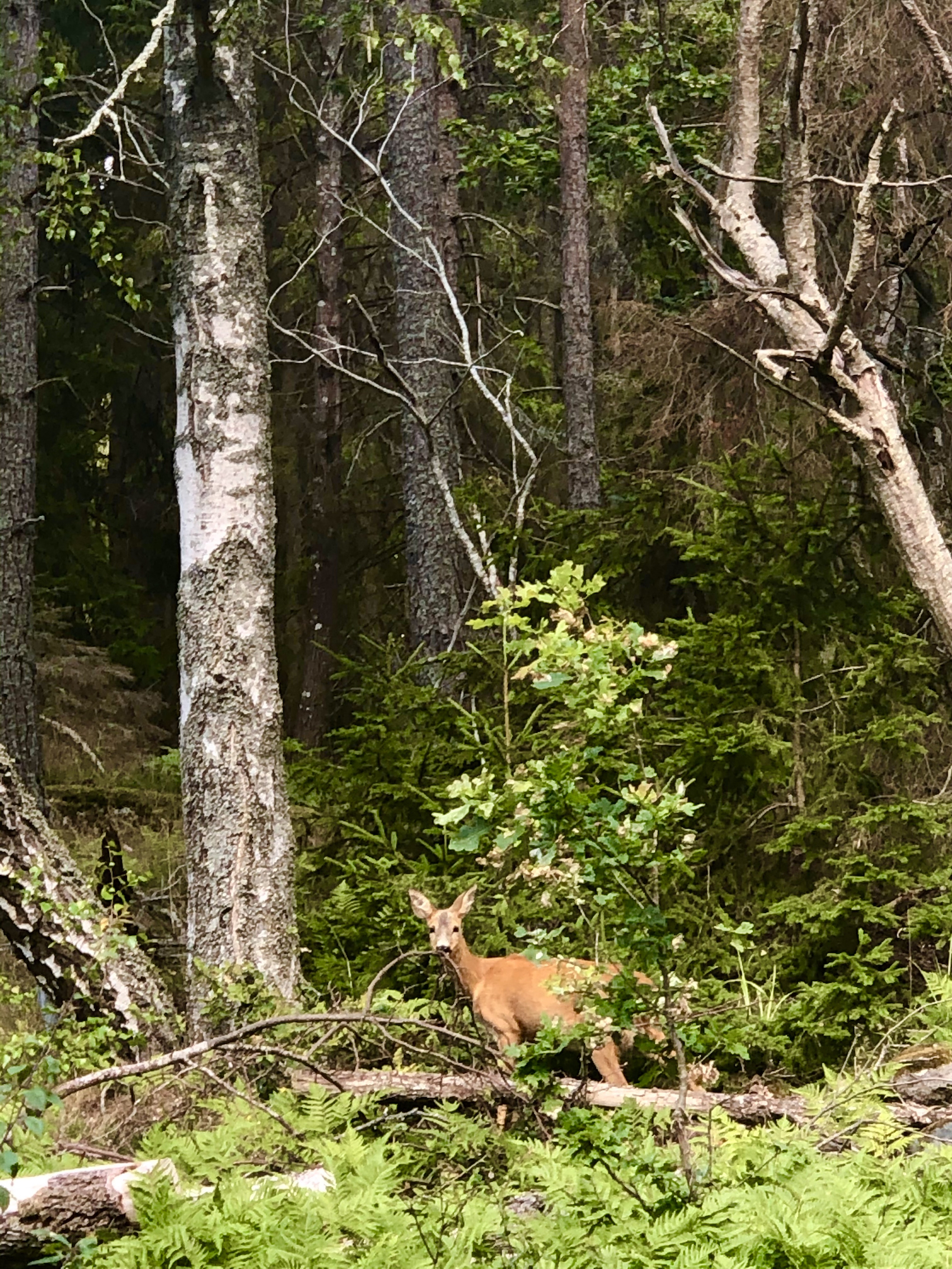 Bogesund Deer Nature Reserve Sweden