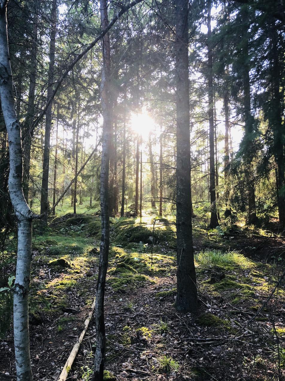 Bogesund Forest Sweden